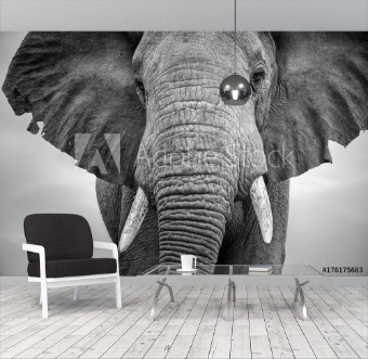 Picture of Close-up of a male elephant with ears extended